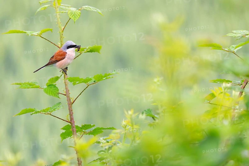 Red-backed shrike (Lanius collurio), Pie-griËche Ècorcheur, AlcaudÛn Dorsirrojo, Spider, spider, Hockenheim, Baden-W¸rttemberg, Germany