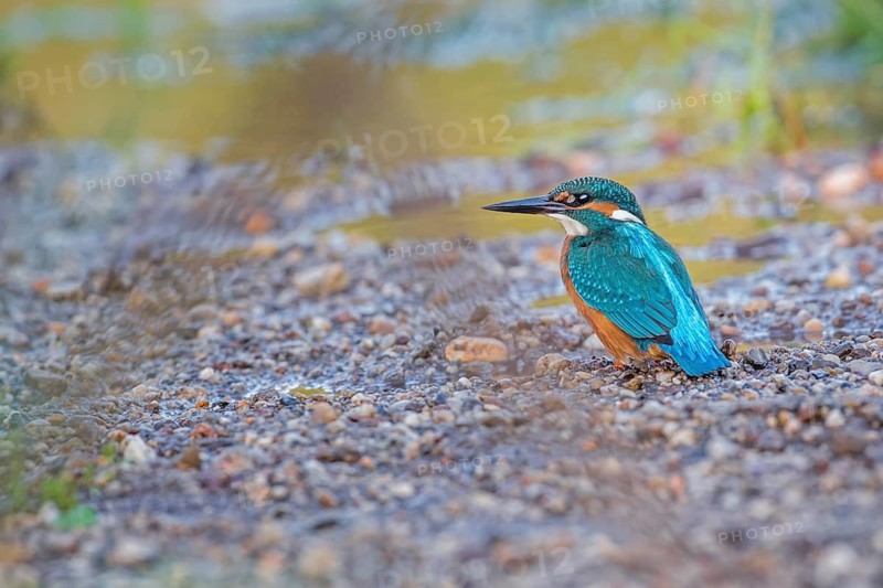 Common Kingfisher (Alcedo atthis) juvenile male, Saxony-Anhalt, Germany