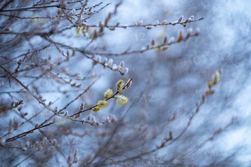 Soft, focused view of willow flowers (Salix) emerging in spring, with blurred background emphasizing their delicate features