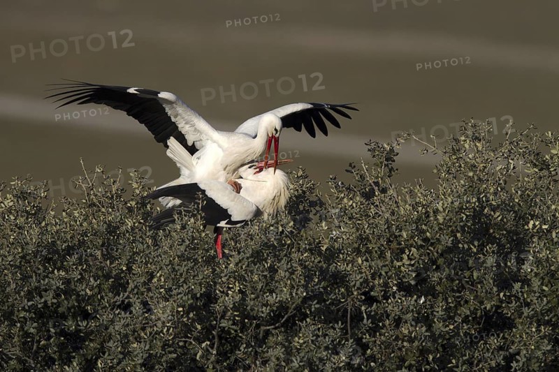 White Stork (Ciconia ciconia) pair mating, Castile-La Mancha, Spain