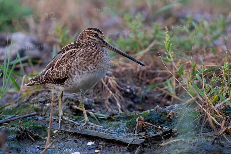 Common Snipe (Gallinago gallinago) foraging, Mecklenburg-Western Pomerania, Germany