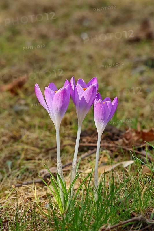 Purple crocuses (Crocus sp.) in a meadow, Wilnsdorf, North Rhine-Westphalia, Germany