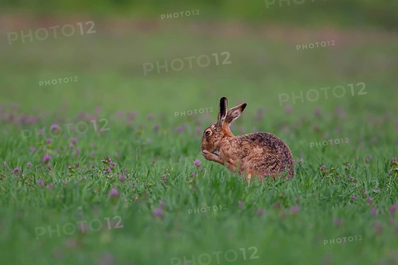 European brown hare (Lepus europaeus) adult animal washing its foot in a farmland cereal field in spring England, United Kingdom