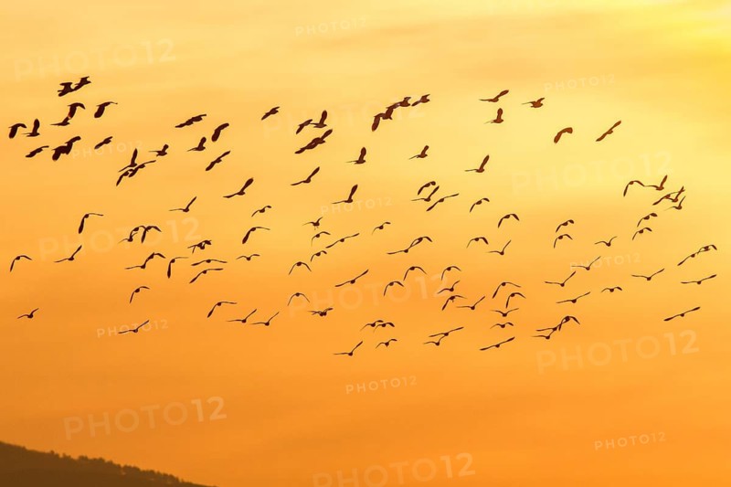 Northern Lapwing (Vanellus vanellus), flock in flight, Galicia, Spain
