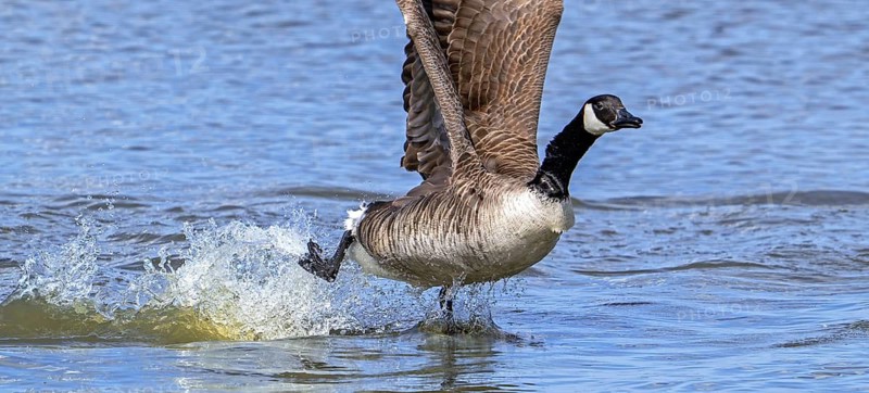 Canada goose, Canadian goose (Branta canadensis) taking off from lake by running over water