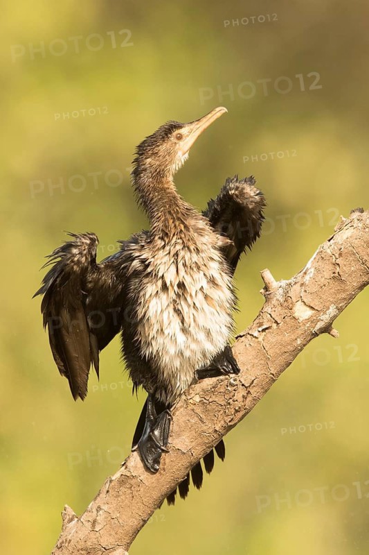 Reed Cormorant (Microcarbo africanus) juvenile, Gambia