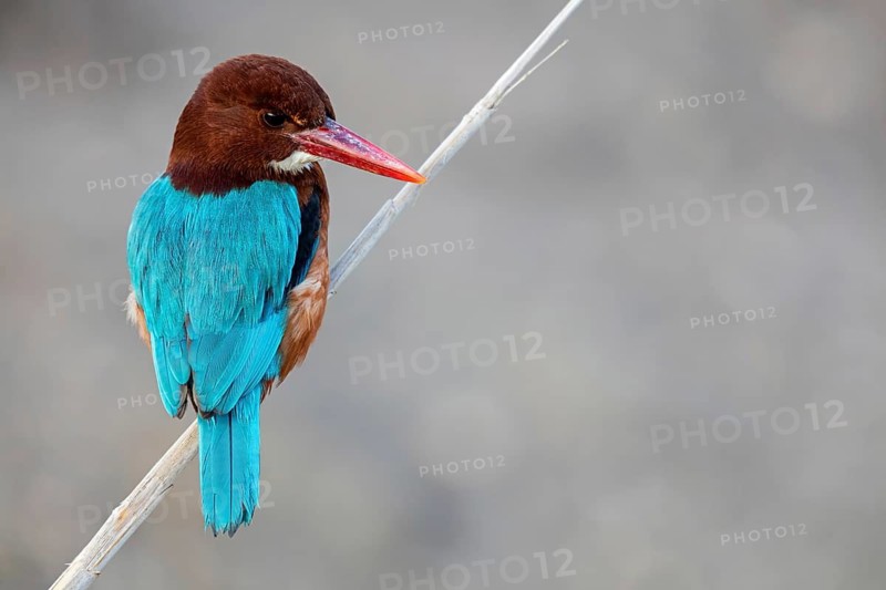 Brown kingfisher, (Halcyon smyrnensis), family of kingfishers, on perch, animals, birds, Israel