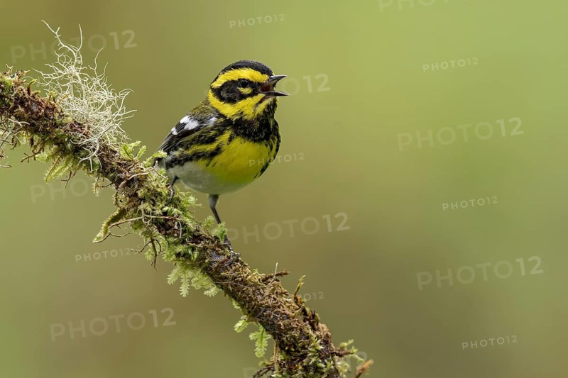 Townsend's Warbler (Dendroica townsendi) perched on a branch in Victoria, BC, Canada