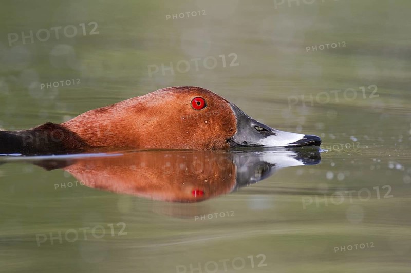 Common Pochard (Aythya ferina) male, Brandenburg, Germany