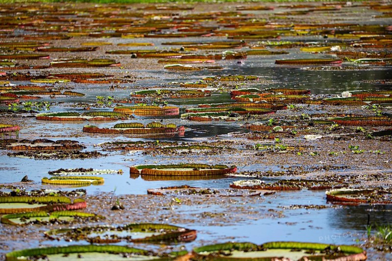 Giant water lily (Victoria amazonica) Pantanal Brazil