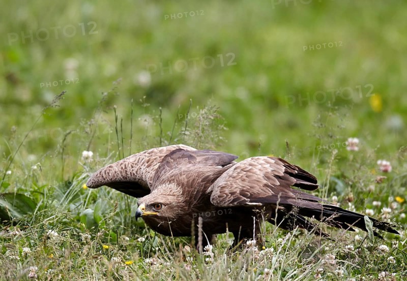 Lesser Spotted Eagle (Clanga pomarina) taking flight, Mecklenburg-Western Pomerania, Germany
