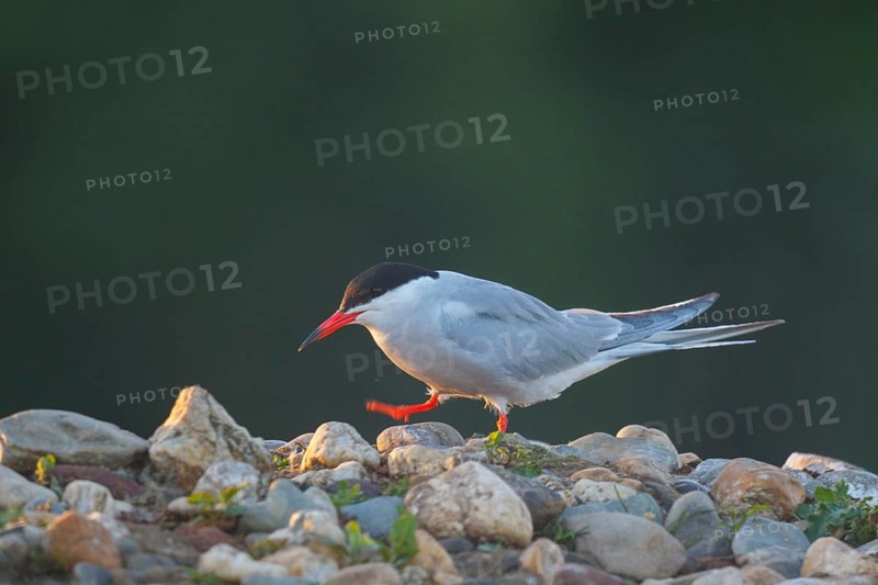 Common Tern (Sterna hirundo), North Rhine-Westphalia, Germany