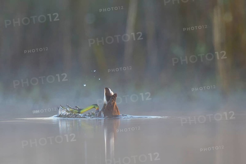 Common Moorhen (Gallinula chloropus), North Rhine-Westphalia, Germany