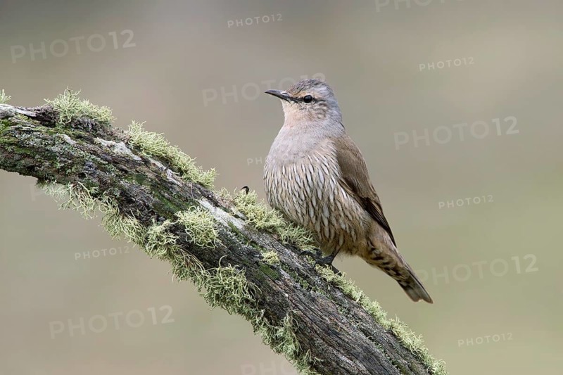 Brown Treecreeper (Climacteris picumnus) female, Victoria, Australia