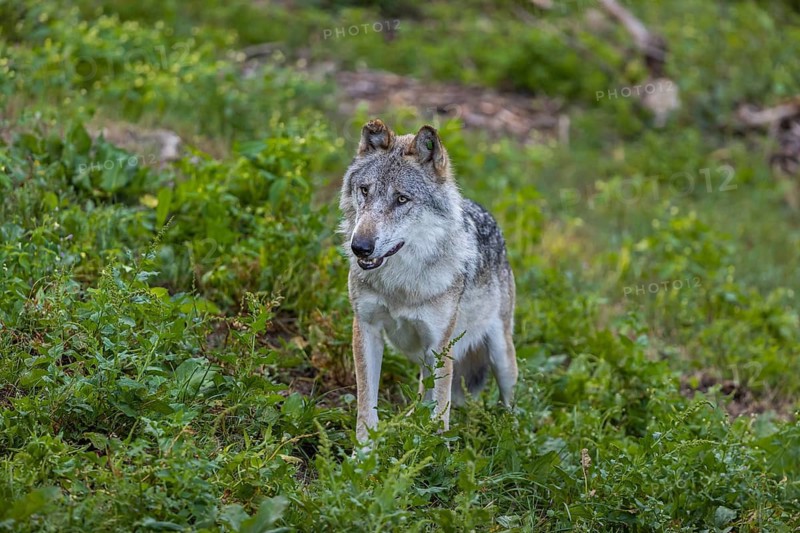 One adult male eurasian gray wolf (Canis lupus lupus) running through the green undergrowth at a forest edge