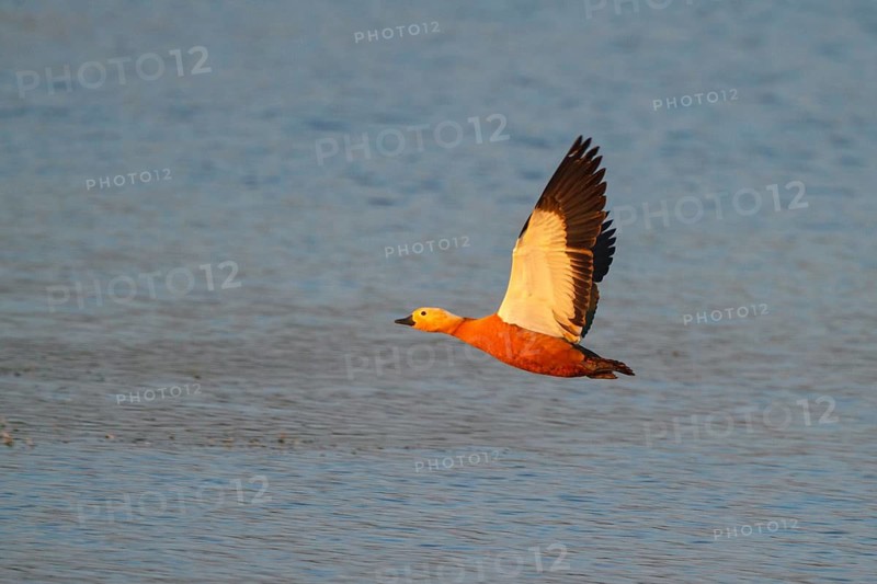 Ruddy Shelduck (Tadorna ferruginea) flying, North Rhine-Westphalia, Germany