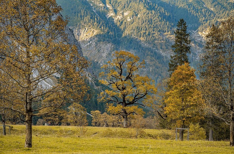 Maple trees with autumn leaves, autumn landscape in Rißtal, Großer Ahornboden, Engalpe, Eng, municipality of Hinterriß, Karwendel Mountains, Alpenpark Karwendel, Tyrol, Austria