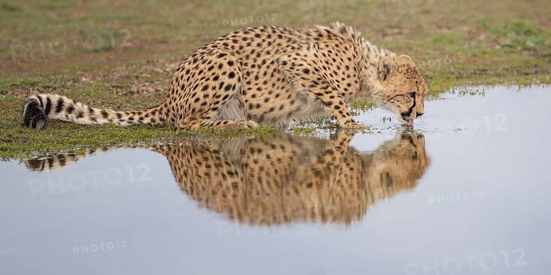 Cheetah (Acinonyx jubatus) drinking at waterhole, Castile-La Mancha, Spain