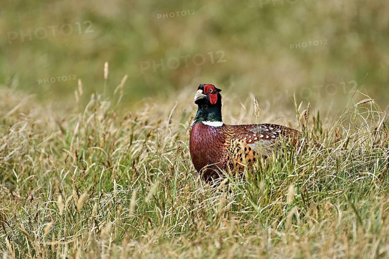 Pheasant (Phasianus colchicus), male standing in meadow, Texel, North Holland, Netherlands