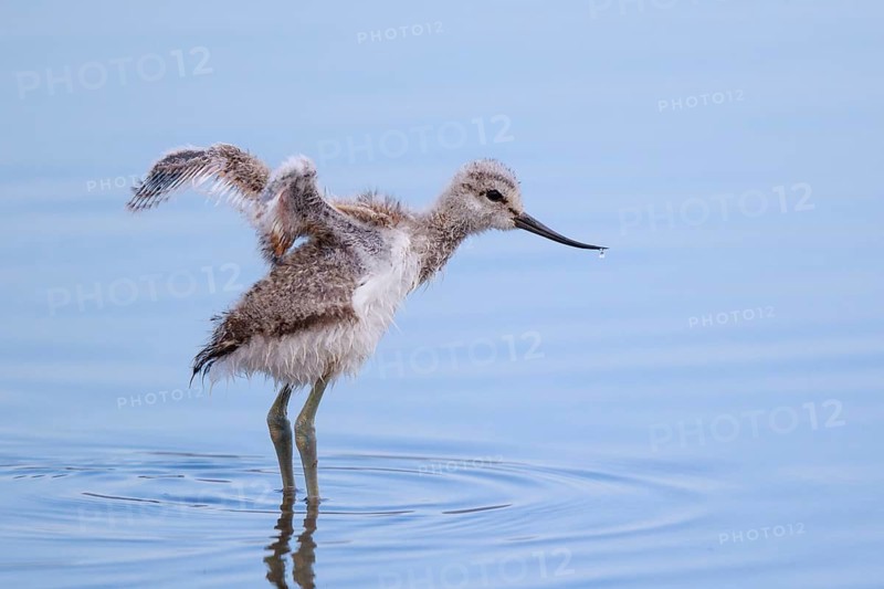 Pied Avocet (Recurvirostra avosetta) juvenile flapping, Lesvos, Greece