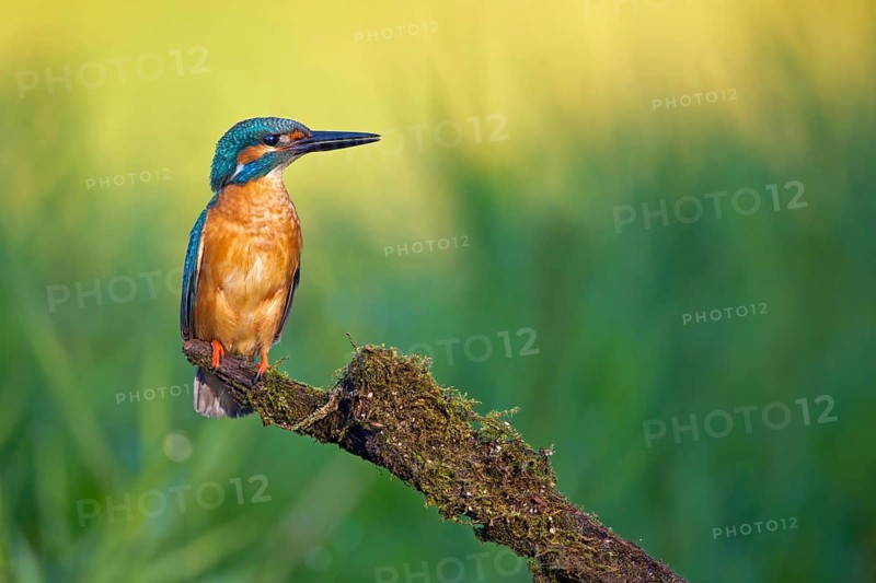 Common Kingfisher (Alcedo atthis) male, Saxony-Anhalt, Germany