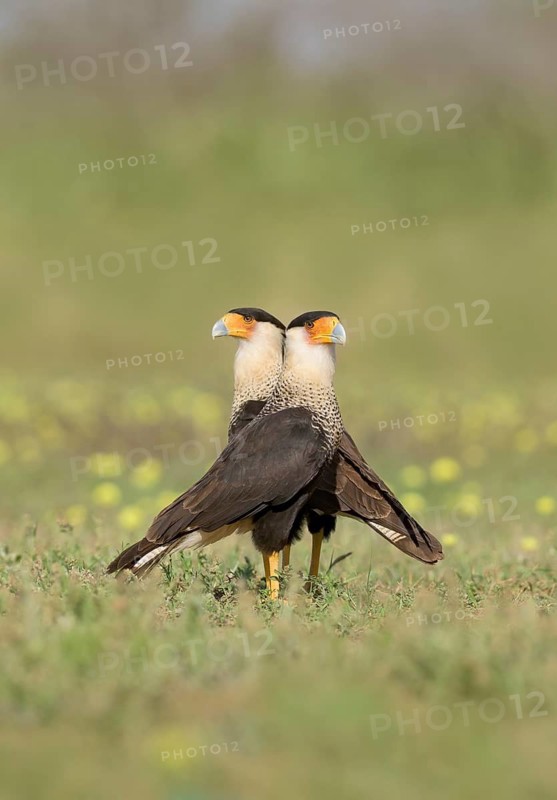 Northern Crested Caracara (Caracara cheriway) pair, Texas, USA
