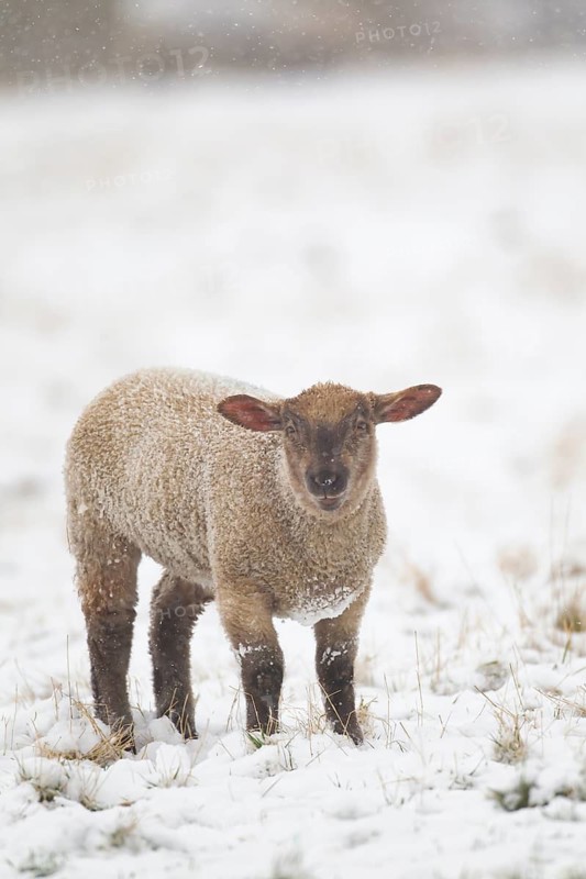 Domestic sheep (Ovis aries) juvenile baby lamb farm animal in a snow covered field in winter, England, United Kingdom