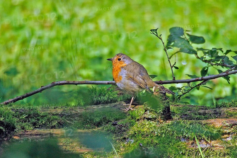 Robin (Erithacus rubecula), Arnsberg, North Rhine-Westphalia, Germany