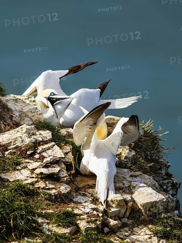 Northern Gannet, Morus bassanus, birds on cliff