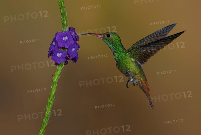 Rufous-tailed Hummingbird (Amazilia tzacatl) at the Nature Pavilion in La Virgen, Costa Rica