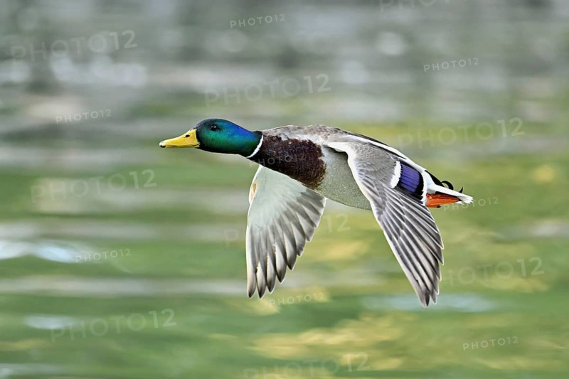 Mallard (Anas platyrhynchos), drake in flight, Switzerland