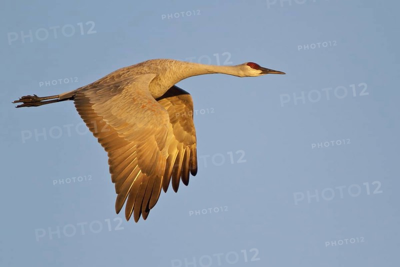 Sandhill Crane (Antigone canadensis) flying, New Mexico, USA