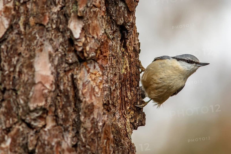 European Nuthatch (Sitta europaea), climbing a tree, Castile and Leon, Spain