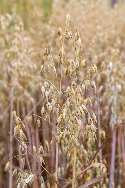 Seed oats (Avena sativa.), fruit stand, Burggarten Cadolzburg, Bavaria, Germany
