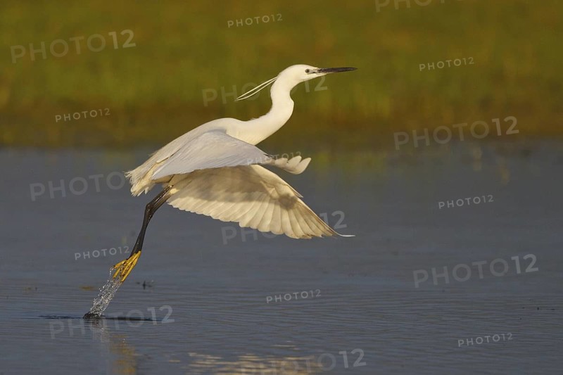 Little Egret (Egretta garzetta) flying, Greece