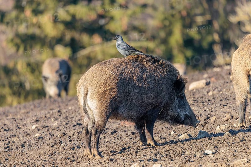 A jackdaw (Coloeus monedula) sits on the back of a wild boar (Sus scrofa)