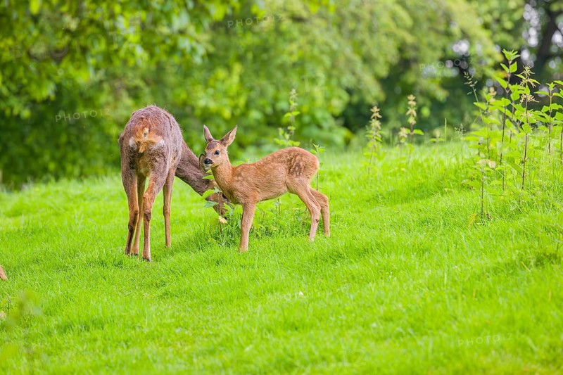 A female roe deer (Capreolus capreolus) and her fawn stand in a meadow