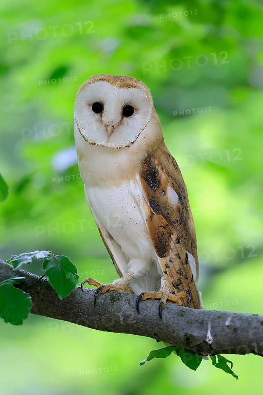 Barn owl (Tyto alba), adult, alert, on tree, Šumava, Czech Republic
