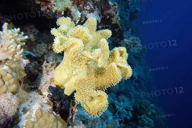Rough leather coral (Sarcophyton glaucum)