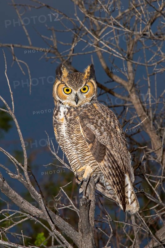 Great Horned Owl Bubo virginianus Tucson, Arizona, United States 18 October Adult Strigidae