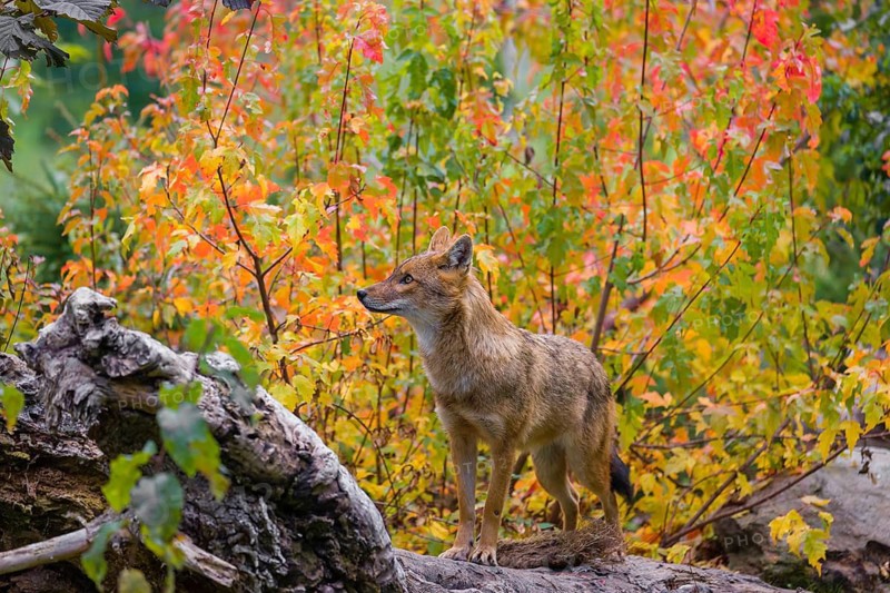 One golden jackal (Canis aureus) stands on a fallen tree trunk. Behind him is a tree in intense autumn colours