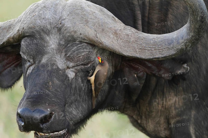 Yellow-billed Oxpecker (Buphagus africanus), Masai Mara, Kenya
