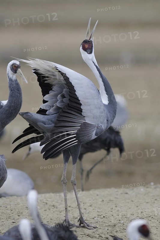White-naped Crane (Antigone vipio) calling, Arasaki, Japan
