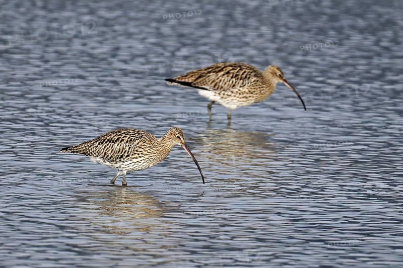 Two Eurasian curlews (Numenius arquata), foraging, Klingnauer Stausee nature reserve, Canton Aargau, Switzerland