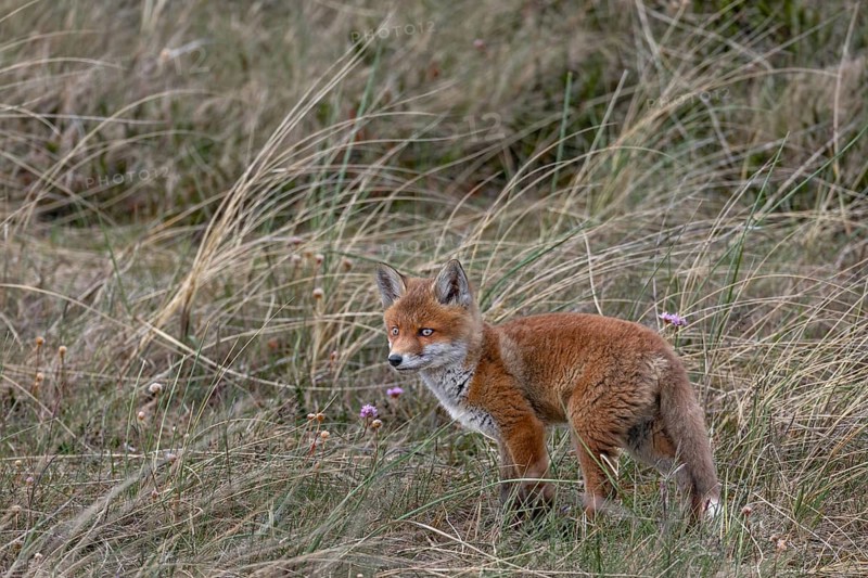 On our day of departure we visit the red fox pups (Vulpes vulpes) again, which we can only observe after a long wait in the neighbourhood of the den, animal children, sweet, cute, youth, May, Denmark