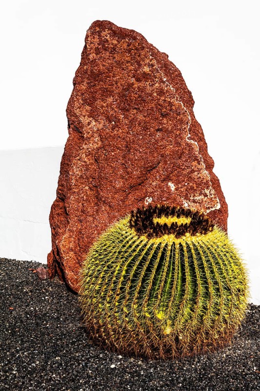 Cacti, Lanzarote, Canary Islands, Spain