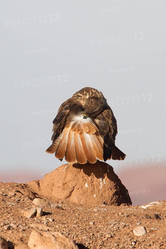 Long-legged Buzzard (Buteo rufinus cirtensis), Morocco