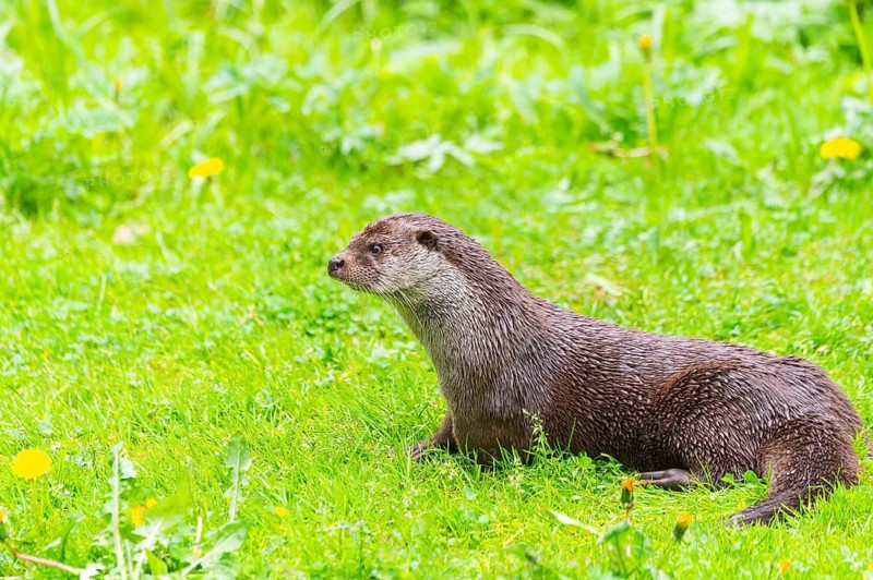 Eurasian otter (Lutra lutra) on a meadow, Bavaria, Germany
