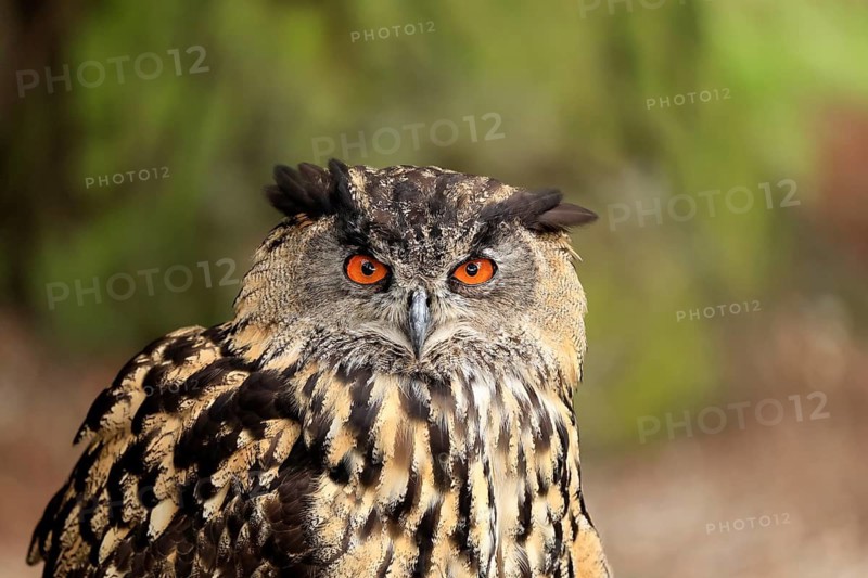 Eurasian Eagle-owl (Bubo bubo), adult, portrait, alert, Rhineland-Palatinate, Germany