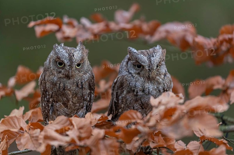 Two Eurasian scops owls (Otus scops)sitting on a twig of a beech tree, embedded in brown leafs